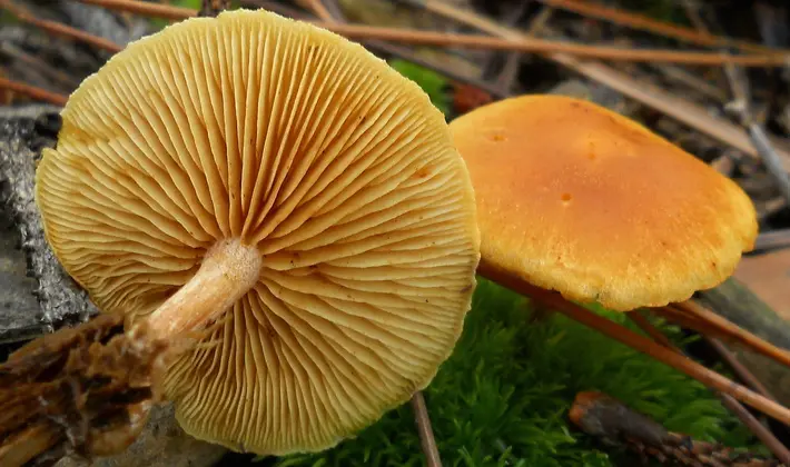 September mushrooms in the Moscow region