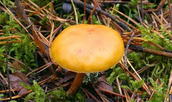 September mushrooms in the Moscow region