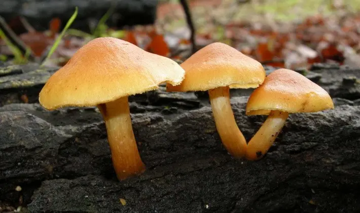 September mushrooms in the Moscow region