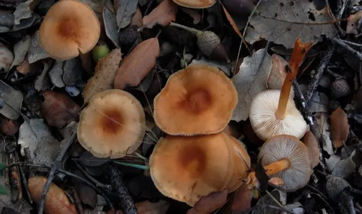 September mushrooms in the Moscow region