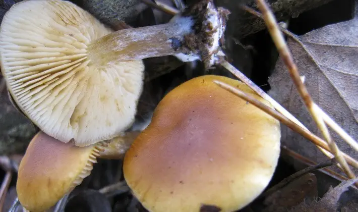 September mushrooms in the Moscow region