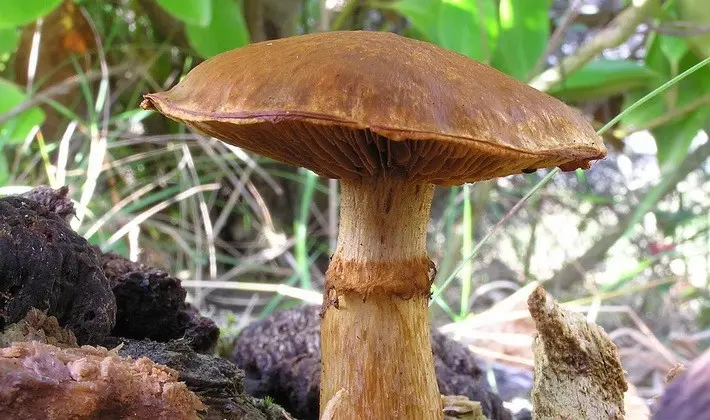 September mushrooms in the Moscow region