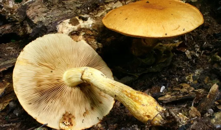 September mushrooms in the Moscow region