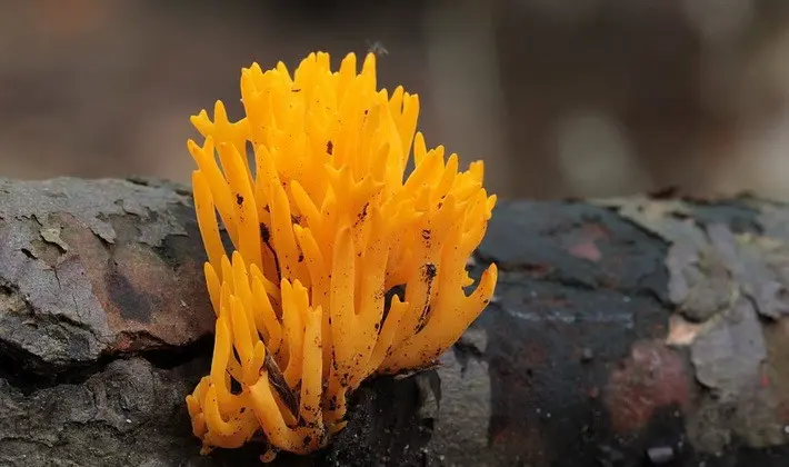 September mushrooms in the Moscow region