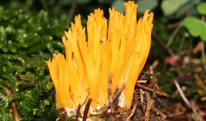 September mushrooms in the Moscow region