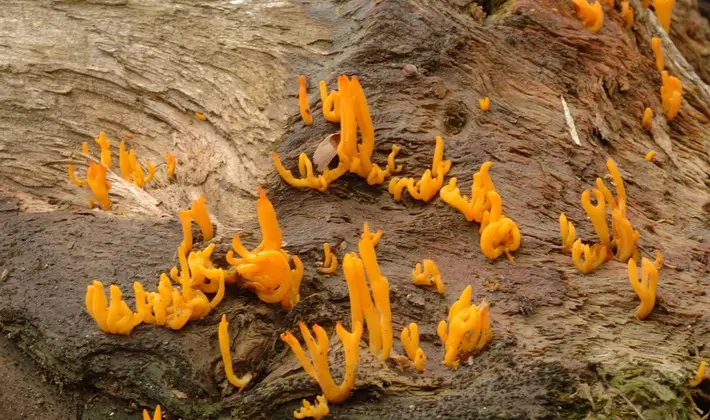 September mushrooms in the Moscow region