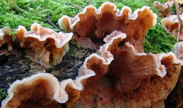 September mushrooms in the Moscow region