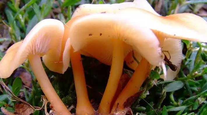 September mushrooms in the Moscow region