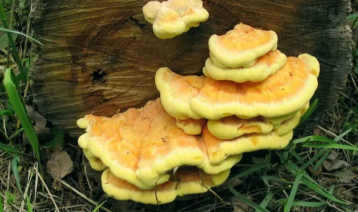 September mushrooms in the Moscow region