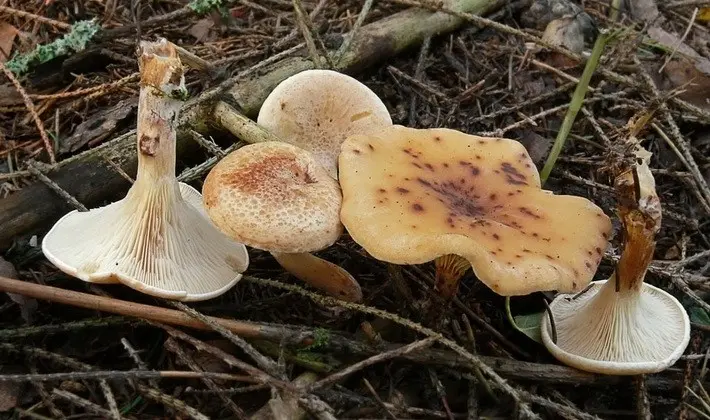 September mushrooms in the Moscow region