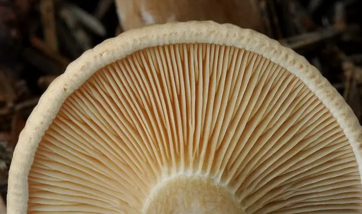 September mushrooms in the Moscow region