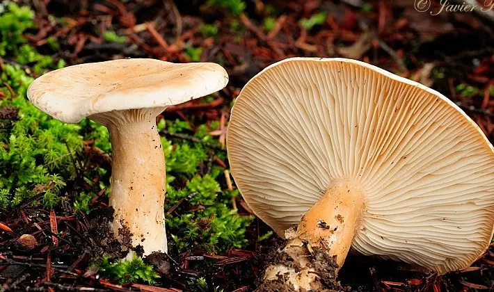 September mushrooms in the Moscow region