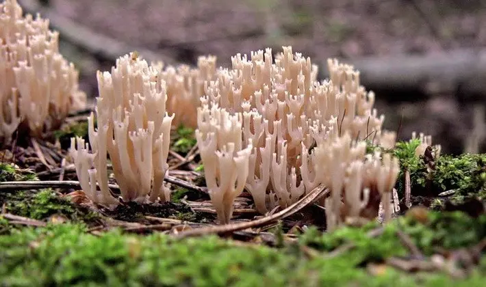 September mushrooms in the Moscow region