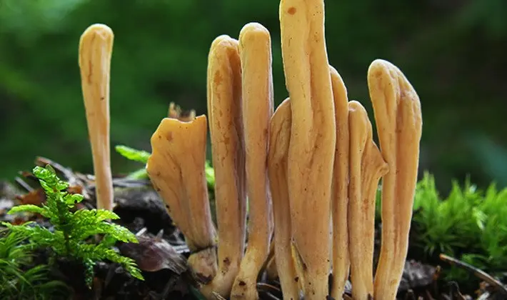 September mushrooms in the Moscow region