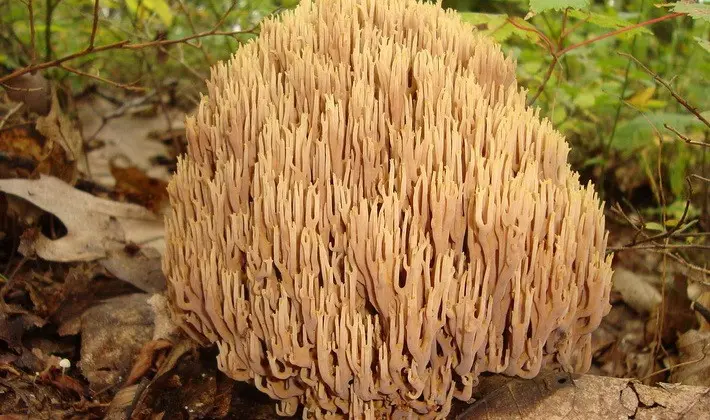 September mushrooms in the Moscow region