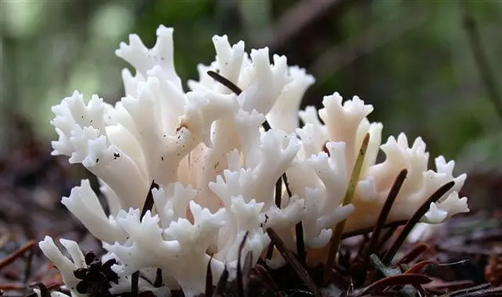 September mushrooms in the Moscow region