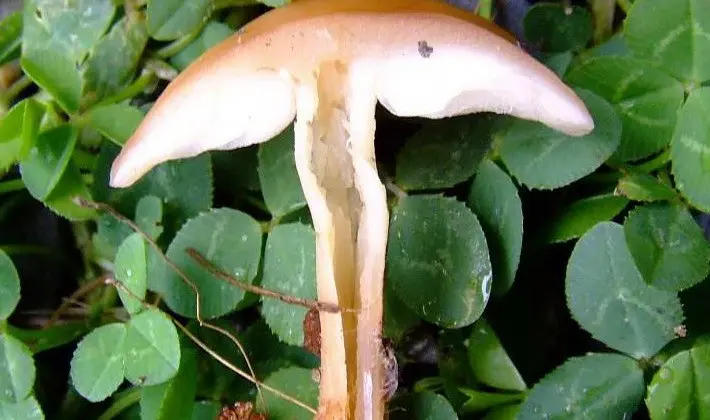 September mushrooms in the Moscow region