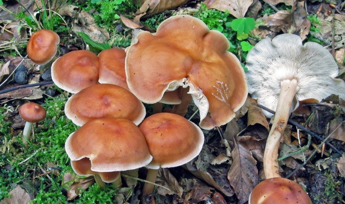 September mushrooms in the Moscow region