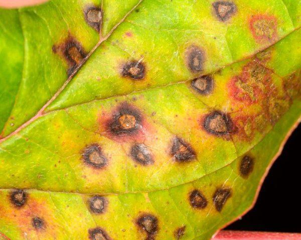 Septoria (white spotting) of tomatoes: how to treat at home