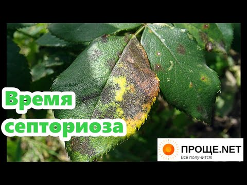 Septoria (white spotting) of tomatoes: how to treat at home