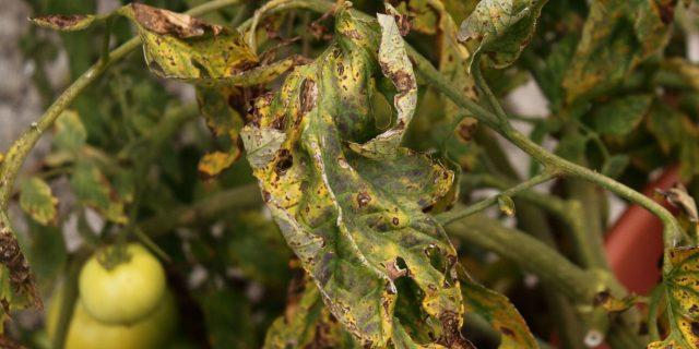 Septoria (white spotting) of tomatoes: how to treat at home