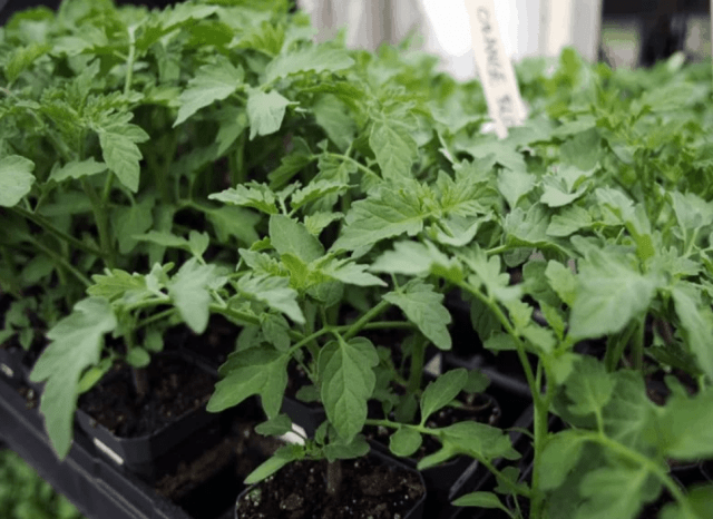 Septoria (white spotting) of tomatoes: how to treat at home