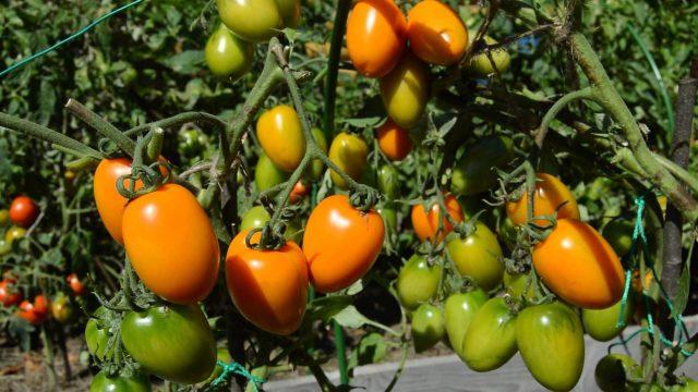 Septoria (white spotting) of tomatoes: how to treat at home