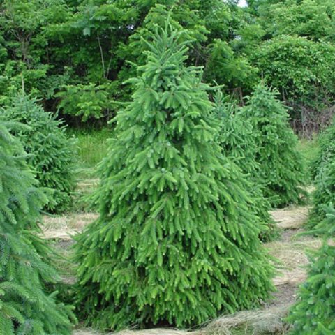 Serbian spruce: photo and description