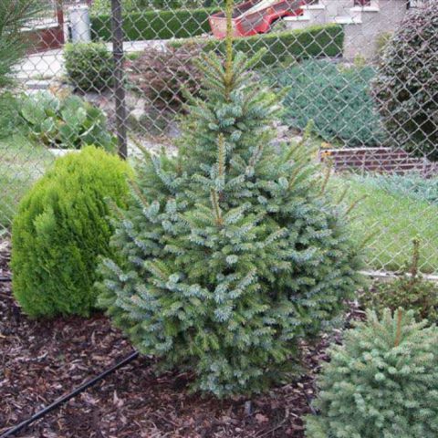 Serbian spruce: photo and description