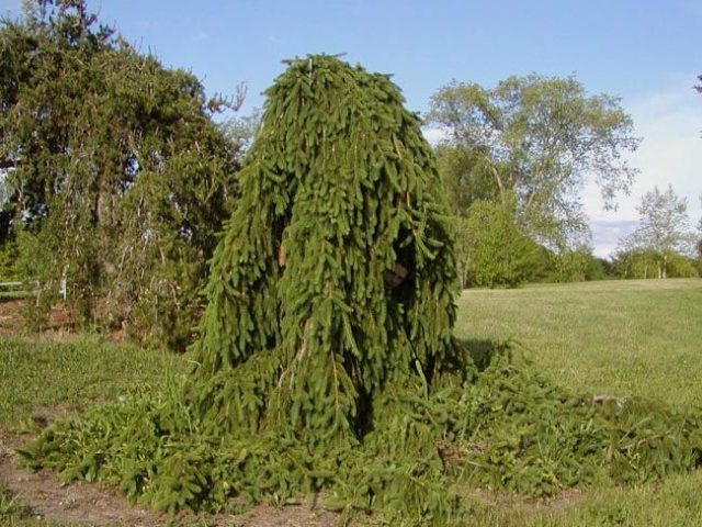 Serbian spruce: photo and description