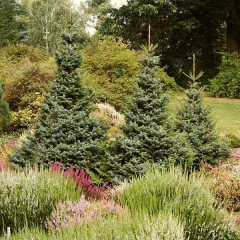 Serbian spruce: photo and description