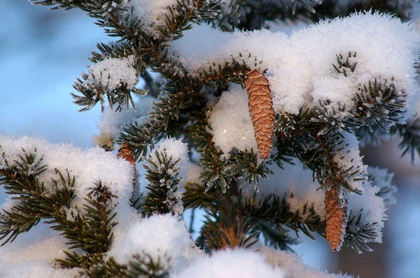 Serbian spruce: photo and description