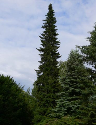 Serbian spruce: photo and description