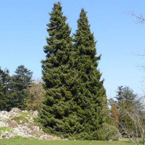 Serbian spruce: photo and description