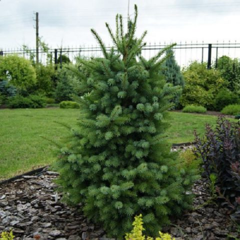 Serbian spruce: photo and description