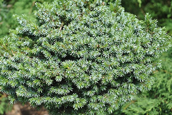 Serbian spruce: photo and description