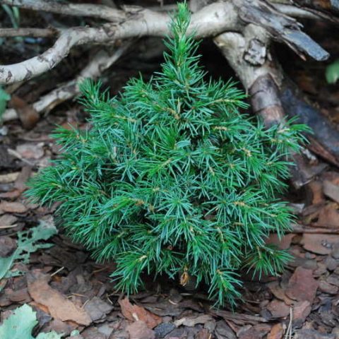 Serbian spruce: photo and description