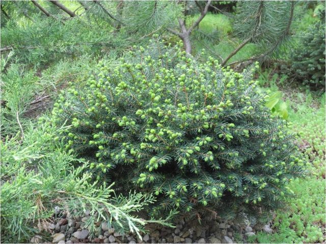 Serbian spruce: photo and description