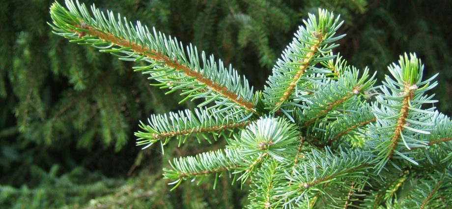 Serbian spruce: photo and description