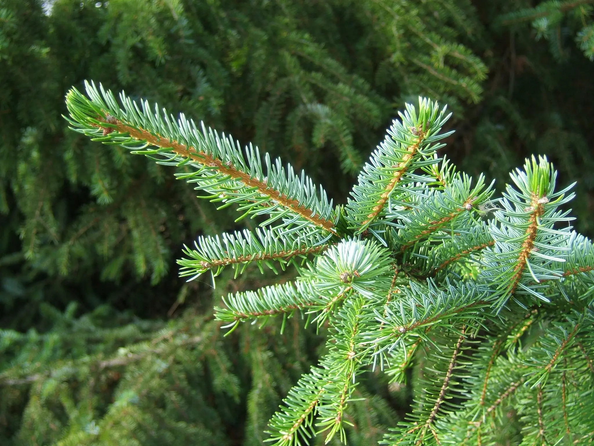 Serbian spruce: photo and description