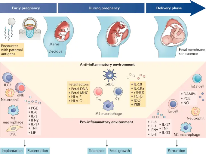 Serological conflict &#8211; everything pregnant women should know