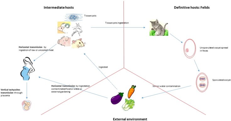 Serological conflict