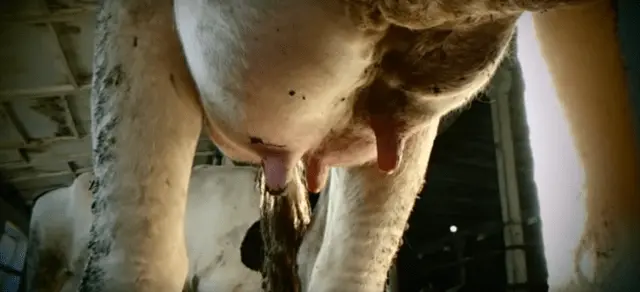 Serous mastitis in cows: treatment and prevention