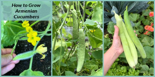 Serpentine melon or Armenian cucumber: the basics of growing