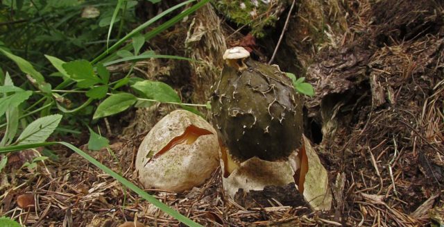 Setkonoska mushroom: photo and description