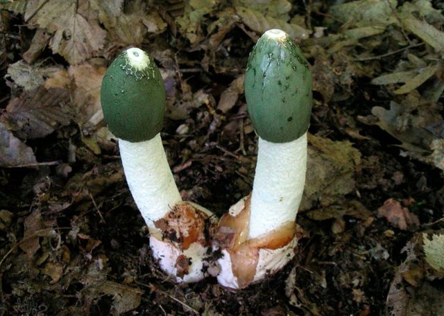 Setkonoska mushroom: photo and description