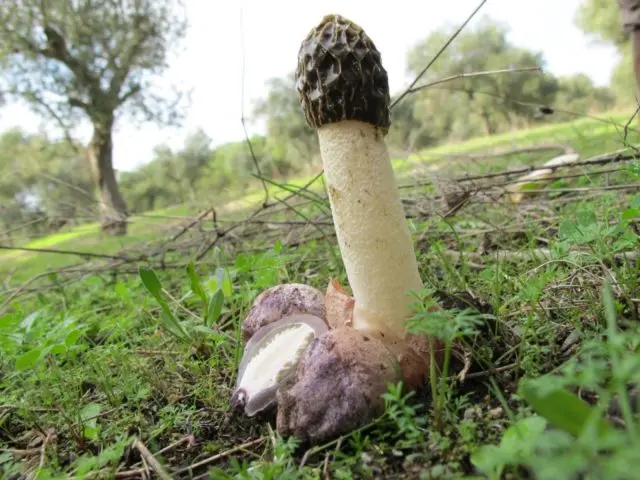 Setkonoska mushroom: photo and description