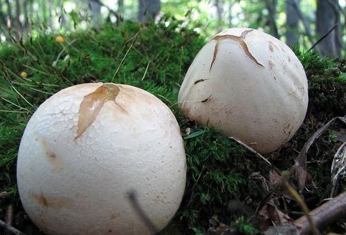 Setkonoska mushroom: photo and description