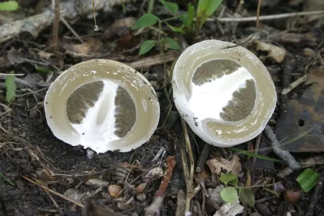 Setkonoska mushroom: photo and description