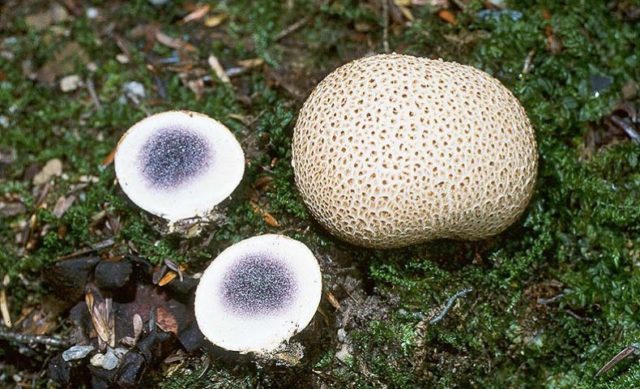 Setkonoska mushroom: photo and description